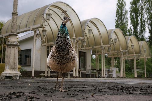 Verlaten tropisch zwembad met een pauw op de voorgrond.