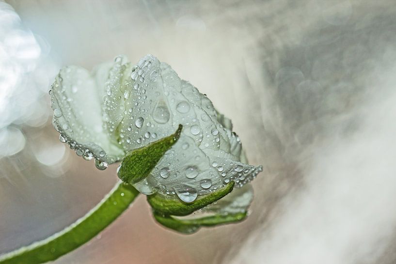 Drops in nature von Irene Lommers