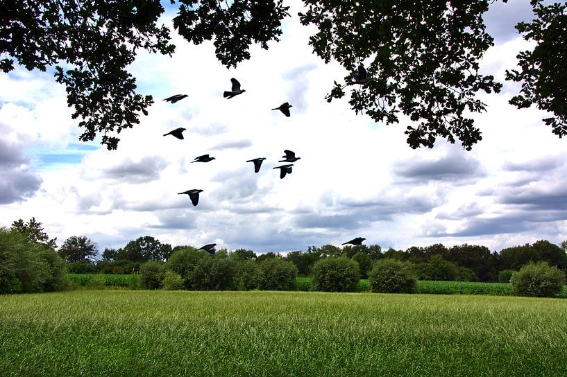 vol de pigeons par Edgar Schermaul
