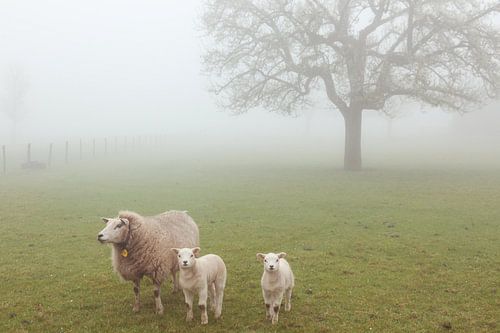 Schaap met twee lammetjes