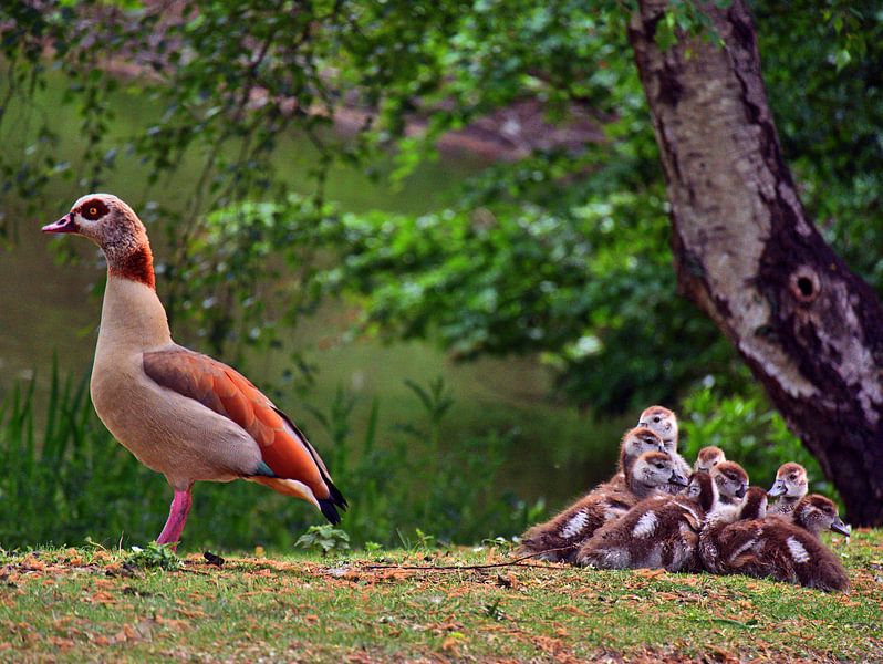 Oies du Nil 17 par Edgar Schermaul