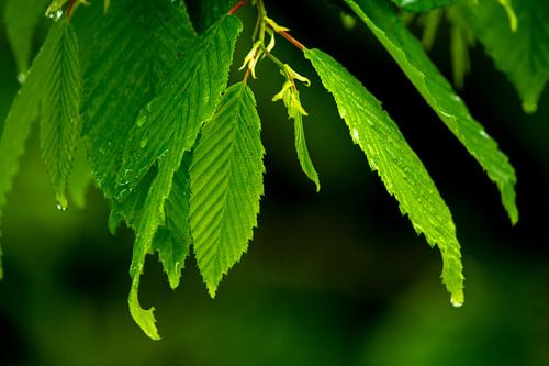 Glowing green