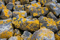 Stenen met korstmos by Ton de Koning thumbnail