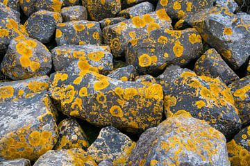 Stenen met korstmos