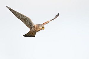 Kestrel