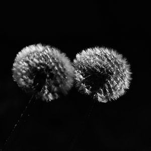 Paardenbloemen in het ochtendlicht