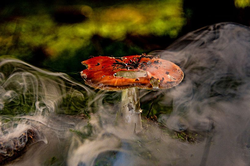 Nature Champignons par Johnny Flash