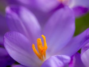 lila Krokus im Morgenlicht