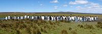 Pinguins op de Falklandeilanden van Roel Dijkstra thumbnail