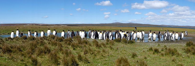 Pinguins op de Falklandeilanden van Roel Dijkstra