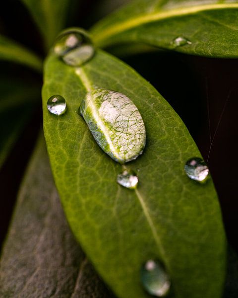 Raindrop on leaf (Macro, vertical) by Baris Arkin