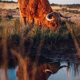 Schotse Hooglander Zonsondergang Reflectie van Wahid Fayumzadah