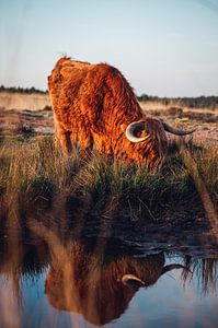 Schottische Highlander Sonnenuntergangs-Reflexion