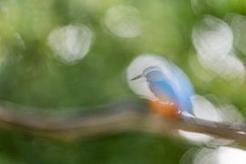 Impressie van een Ijsvogel van Andius Teijgeler