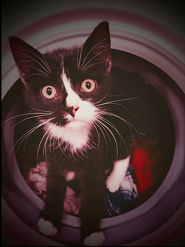 Laundry Mate