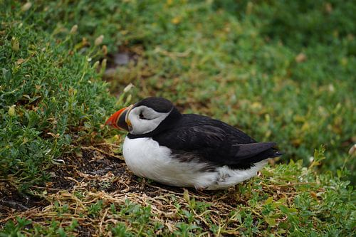 Papegaaiduikers op het eiland Skellig Michael in Ierland