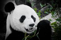 Ein niedlicher Panda volles Gesicht isst einen hellen saftigen Bambussprossen auf einem dunklen Hint von Michael Semenov Miniaturansicht