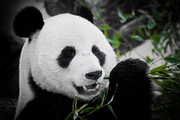 Een leuk panda volledig gezicht eet een heldere sappige bamboescheut op een donkere achtergrond.