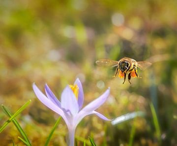 Biene fliegt zu einer lila Krokus Blüte von ManfredFotos
