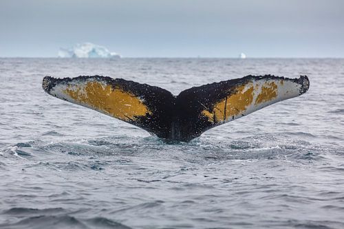 Staartvin van een duikende Bultrug Walvis (Megaptera novaeangliae)