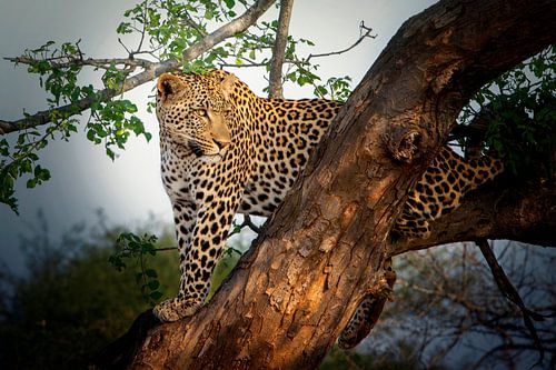 Luipaard in een boom