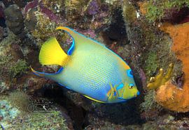 Queen Angelfish on the Reef, Bonaire by Joseph M. Bowen Photography