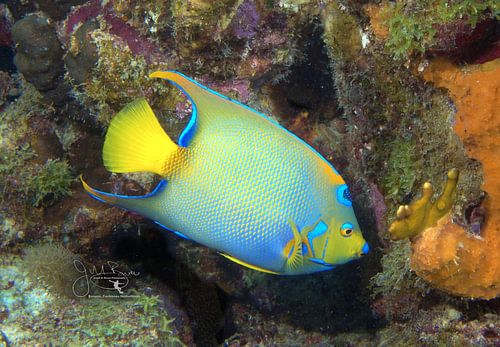 Koninginnengelvis op het rif, Bonaire