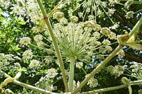 Bloemkoepel in het zomerlicht