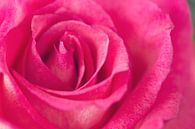 Pink Rose von Kimberly van Aalten Miniaturansicht