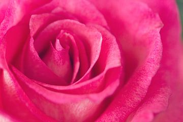 Roze Roos van Kimberly van Aalten