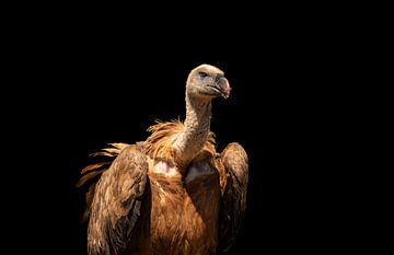 Griffon Vulture by mavafotografie