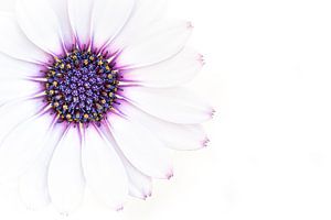 Spaanse Margriet