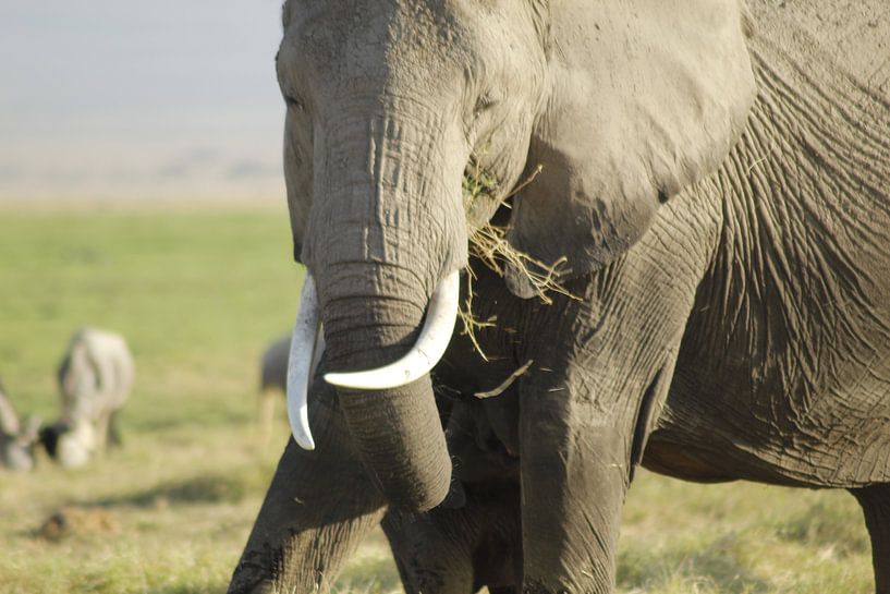 elephant feeding by Laurence Van Hoeck