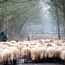 Sheep herd in winter by Ivonne Wierink