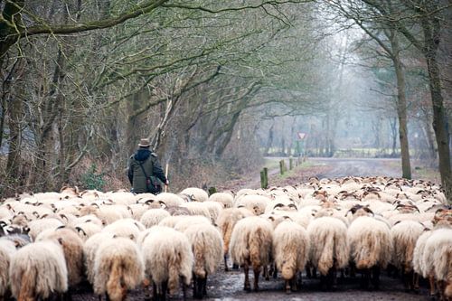 Schaapskudde in Drenthe