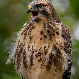 Jungbussard von Rob Jansen