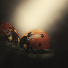 light from ladybirds by Bert Hooijer