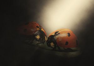 la lumière des coccinelles