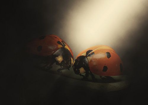 Licht von Marienkäfern
