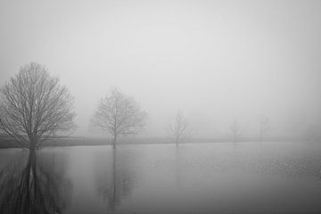 Row of trees in the mist by Anne Reitsma