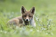 Jonge vos liggend in het gras van Menno Schaefer thumbnail