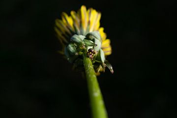 Gele Lieveheersbeestjes van Matani Foto