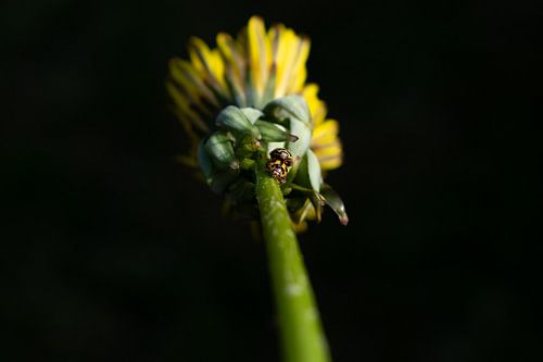 coccinelle jaune