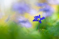 Blaue Anemone