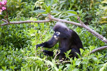 Schemerige bladaap op Langkawi (Maleisië) van t.ART