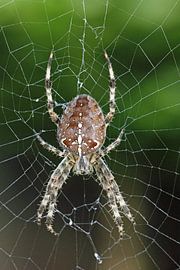 Kruisspin macrofoto van Carel van der Lippe