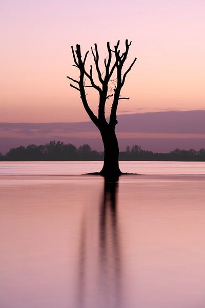 Einsamer Baum im Fluss von Mark Leeman
