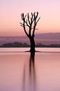 Eenzame boom in de rivier van Mark Leeman thumbnail