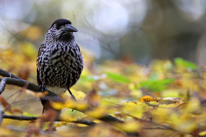 Spotted Nutcracker, Eurasian nutcracker (Nucifraga caryocatactes von Frank Fichtmüller