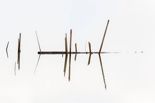 Riet in de Biesbosch